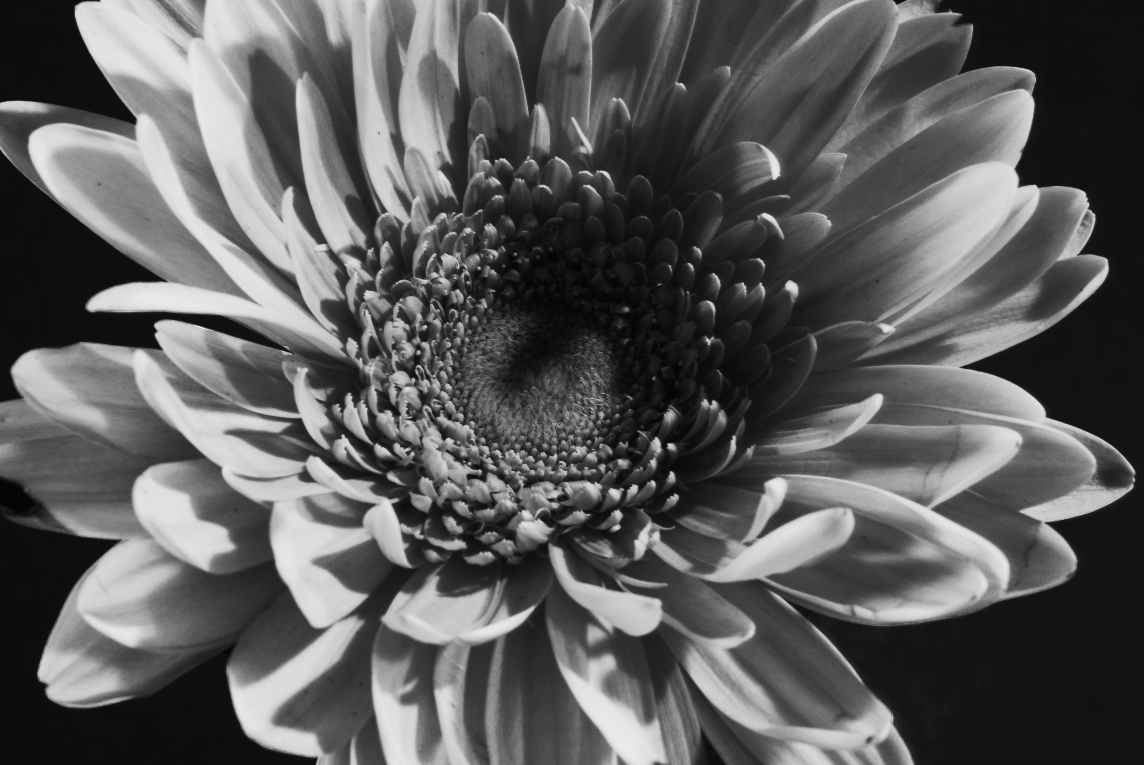 Black and white macro photograph of a flower center